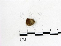 毛木耳藏品圖，第3張