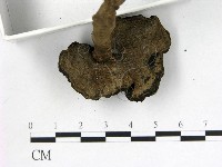 登錄號:F0015573藏品圖，第3張