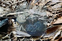 登錄號:F0015573藏品圖，第4張