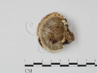 登錄號:F0015574藏品圖，第3張