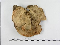登錄號:F0015575藏品圖，第1張