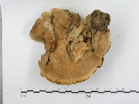 登錄號:F0015575藏品圖，第3張