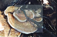 登錄號:F0015575藏品圖，第4張