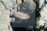 登錄號:F0015576藏品圖，第4張