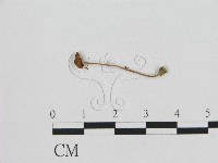 登錄號:F0015577藏品圖，第1張