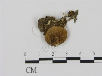 登錄號:F0015578藏品圖，第1張