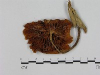 登錄號:F0015579藏品圖，第3張