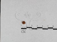 登錄號:F0015580藏品圖，第1張