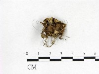 登錄號:F0015581藏品圖，第1張