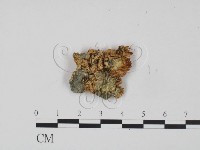 登錄號:F0015582藏品圖，第3張