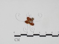登錄號:F0015583藏品圖，第3張
