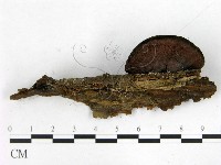 登錄號:F0015584藏品圖，第3張