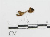 登錄號:F0015586藏品圖，第1張