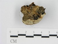登錄號:F0015589藏品圖，第3張