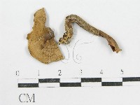 登錄號:F0015591藏品圖，第1張