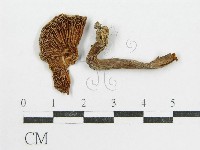 登錄號:F0015591藏品圖，第3張