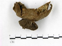 登錄號:F0015592藏品圖，第1張