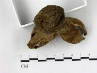 登錄號:F0015592藏品圖，第3張