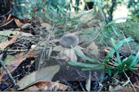 登錄號:F0015592藏品圖，第5張