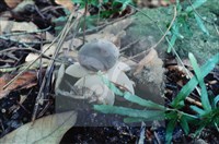 登錄號:F0015592藏品圖，第6張