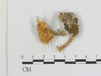 登錄號:F0015593藏品圖，第3張