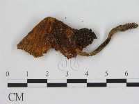 登錄號:F0015595藏品圖，第1張