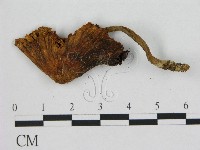 登錄號:F0015595藏品圖，第3張