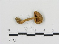 登錄號:F0015596藏品圖，第1張