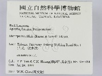 相鄰小孔菌藏品圖，第2張