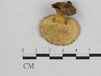 相鄰小孔菌藏品圖，第3張