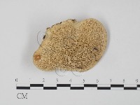 登錄號:F0015603藏品圖，第1張