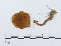 登錄號:F0015604藏品圖，第1張