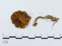登錄號:F0015604藏品圖，第3張