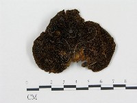 登錄號:F0015605藏品圖，第1張