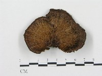 登錄號:F0015605藏品圖，第3張