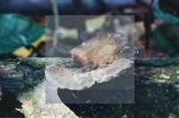 登錄號:F0015605藏品圖，第4張