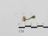 登錄號:F0015606藏品圖，第1張