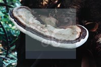 登錄號:F0015607藏品圖，第5張