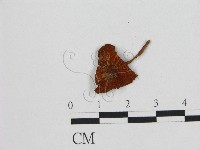 登錄號:F0015609藏品圖，第1張