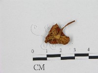 登錄號:F0015609藏品圖，第3張