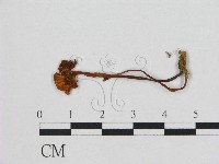 登錄號:F0015611藏品圖，第1張
