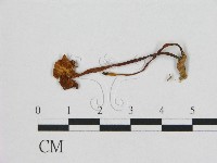 登錄號:F0015611藏品圖，第3張
