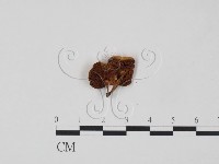 登錄號:F0015614藏品圖，第3張
