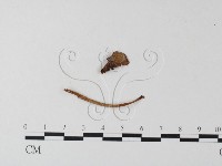 登錄號:F0015616藏品圖，第3張