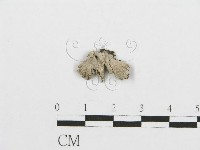 裂褶菌藏品圖，第3張