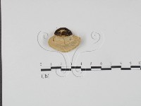 登錄號:F0015618藏品圖，第1張