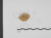 登錄號:F0015618藏品圖，第3張