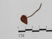 登錄號:F0015621藏品圖，第1張