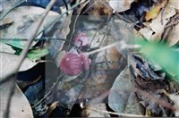 登錄號:F0015621藏品圖，第3張