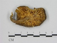 登錄號:F0015622藏品圖，第3張